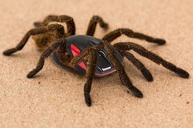 Post preview spider 2913761 1920